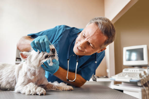 Best Emergency Tooth Extraction  in New Cumberland, WV